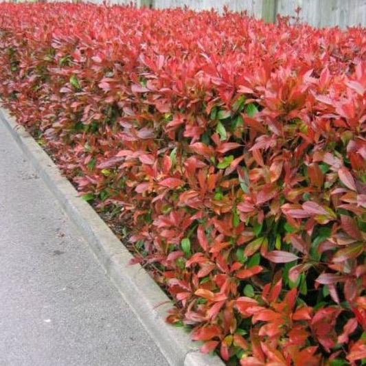 Photinia fraseri 'Red Robin' - Glansmispelhaag