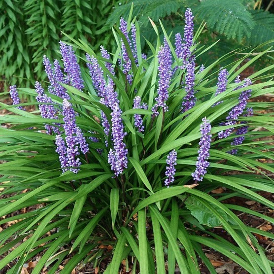 Liriope muscari 'Money Maker' - Leliegras