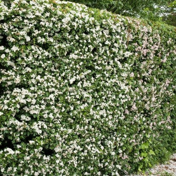 Crataegus monogyna - Meidoornhaag in pot