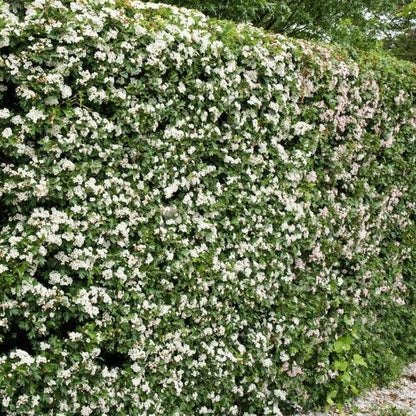 Crataegus monogyna - Meidoornhaag blote wortel