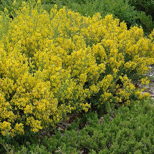 Genista tinctoria Royal Gold - Verfbrem