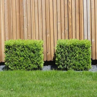 Buxus Kubus - Buxus sempervirens
