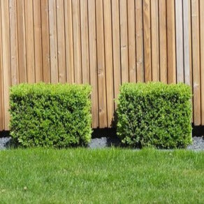 Buxus Kubus - Buxus sempervirens