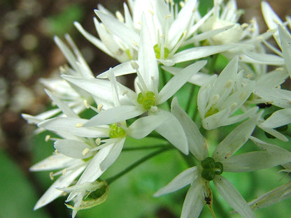 Allium ursinum - Daslook