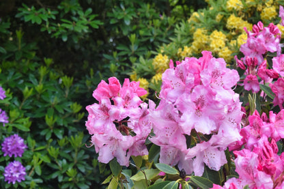 Rhododendron 'Roseum Elegans'