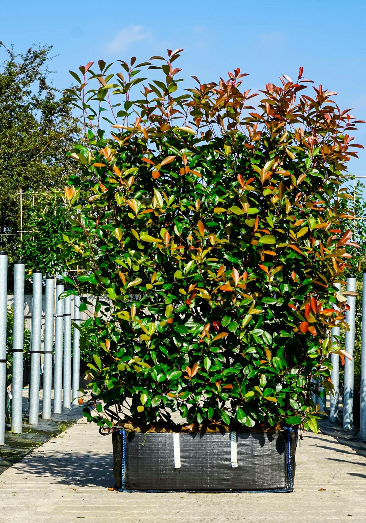 Photinia fraseri 'Red Robin' - Glansmispelhaag