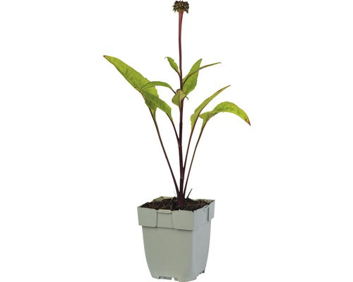 Echinacea purpurea 'Fatal Attraction' - Zonnehoed