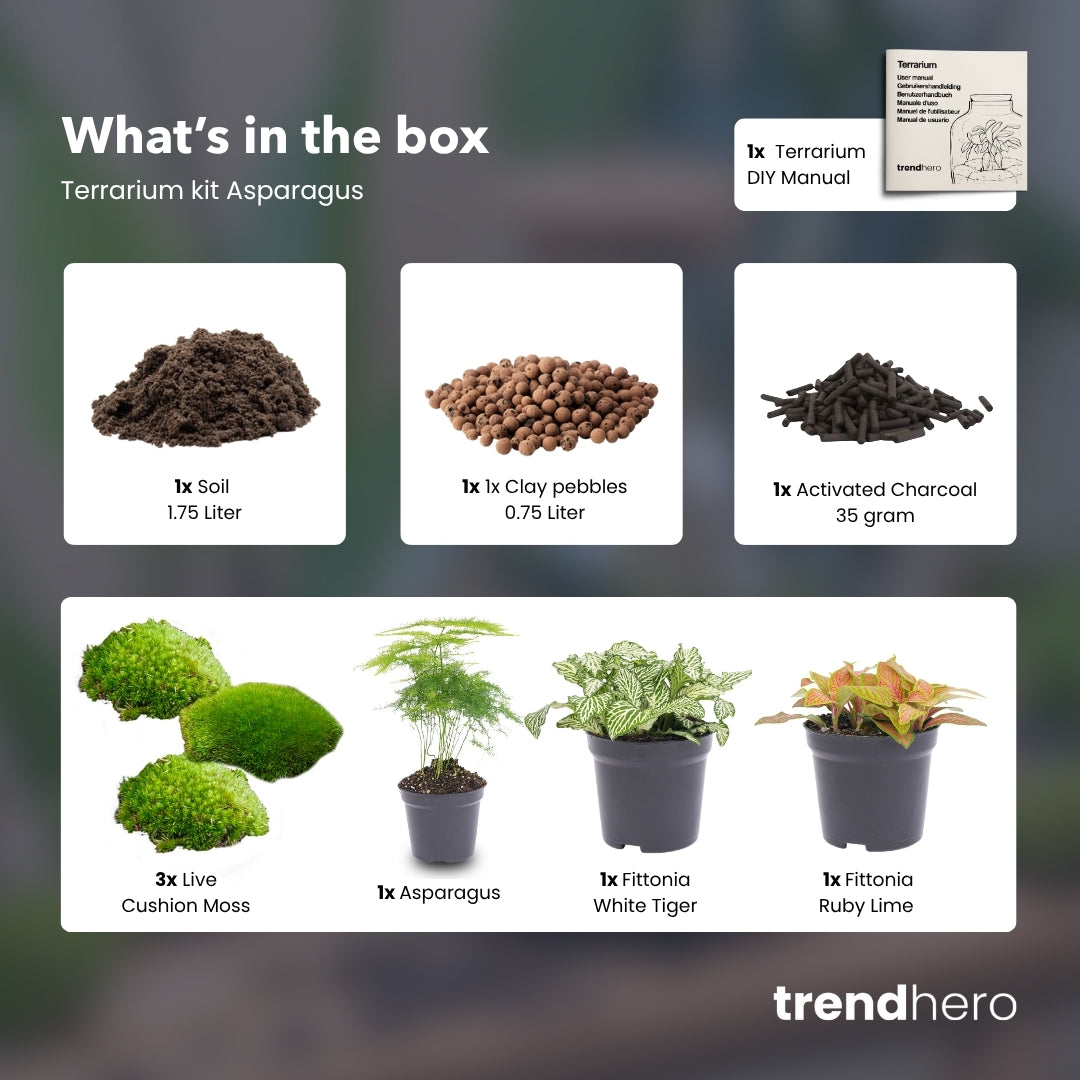 Asparagus - Plant Terrarium Refill & Starter kit - 3 terrarium plants - DIY