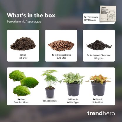 Asparagus - Plant Terrarium Refill & Starter kit - 3 terrarium plants - DIY