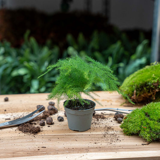 Asparagus - Potsize 6 cm - 15-20 cm high