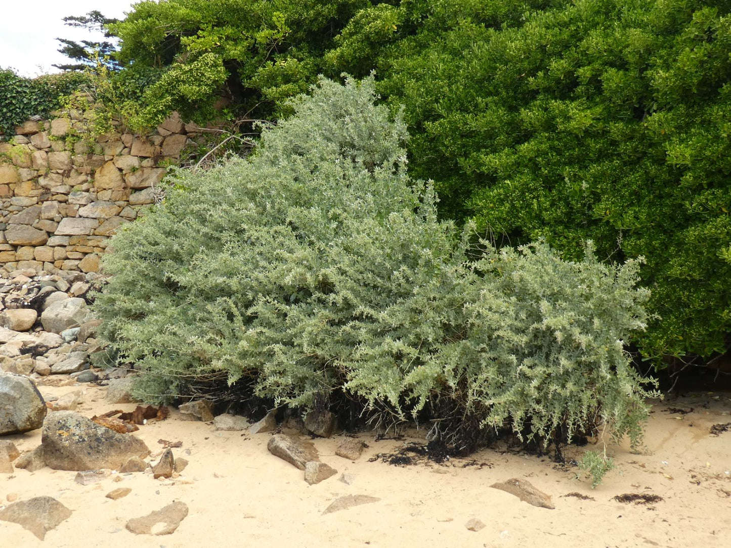 Atriplex halimus - Zoutmelde
