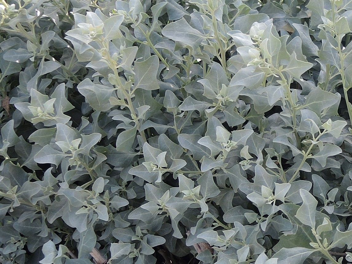 Atriplex halimus - Zoutmelde
