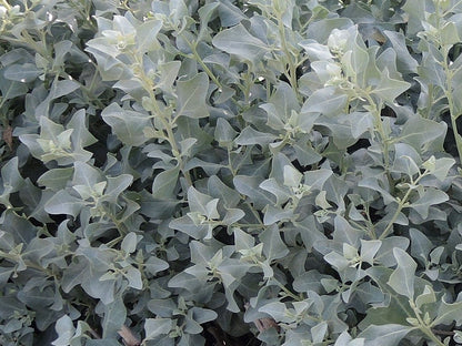 Atriplex halimus - Zoutmelde