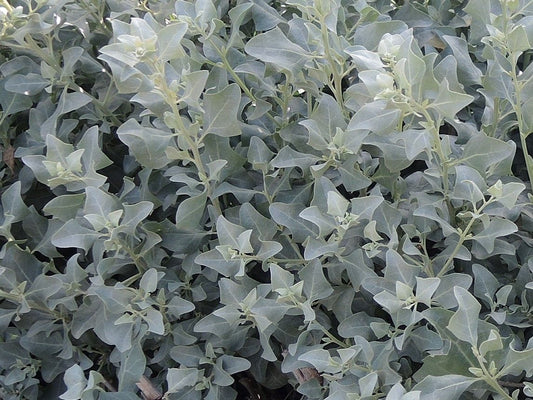 Atriplex halimus - Zoutmelde
