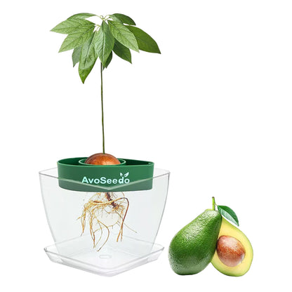Avocado kit – Grow your own avocado!