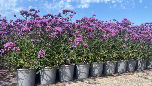 Verbena bonariensis - IJzerhard