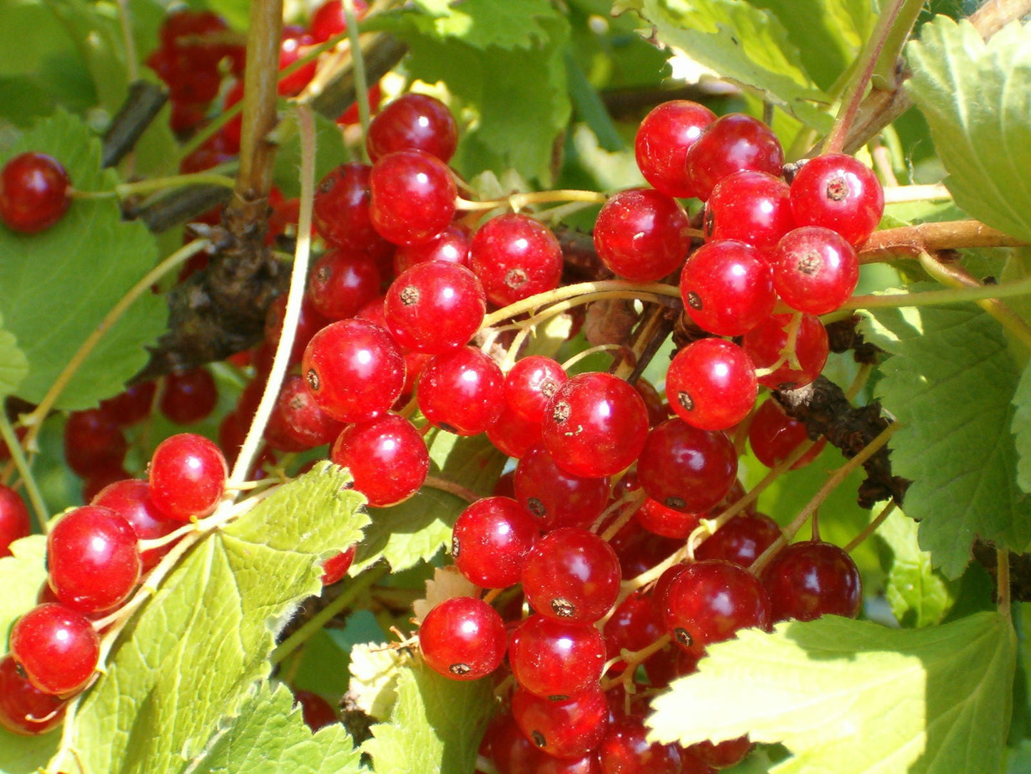 Ribes rubrum - Aalbes - Haagelement