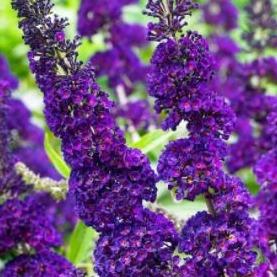 Buddleja davidii 'Black Knight' - Vlinderstruik