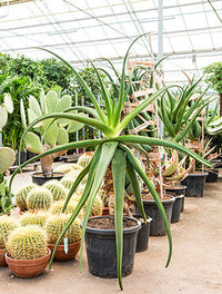 Aloe alooides