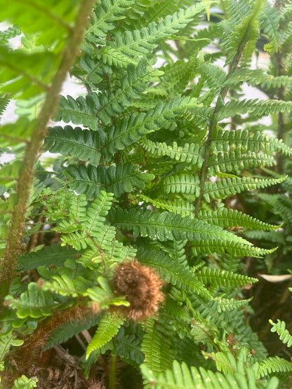 20 jaar oude Polystichum setiferum - Zachte Naaldvaren – 90L pot - 1 beschikbaar