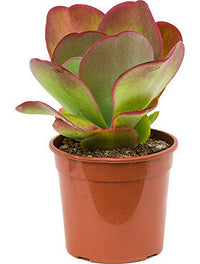 Kalanchoë thyrsiflora