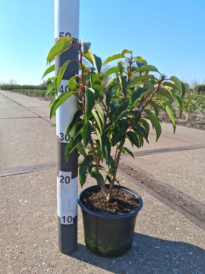 Prunus lusitanica 'Angustifolia' - portugese Laurier