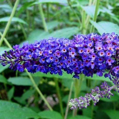 Buddleja davidii 'Empire Blue' - Vlinderstruik