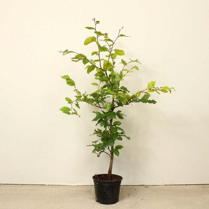 Fagus sylvatica - Groene beukenhaag in pot - 40-60cm pakketten