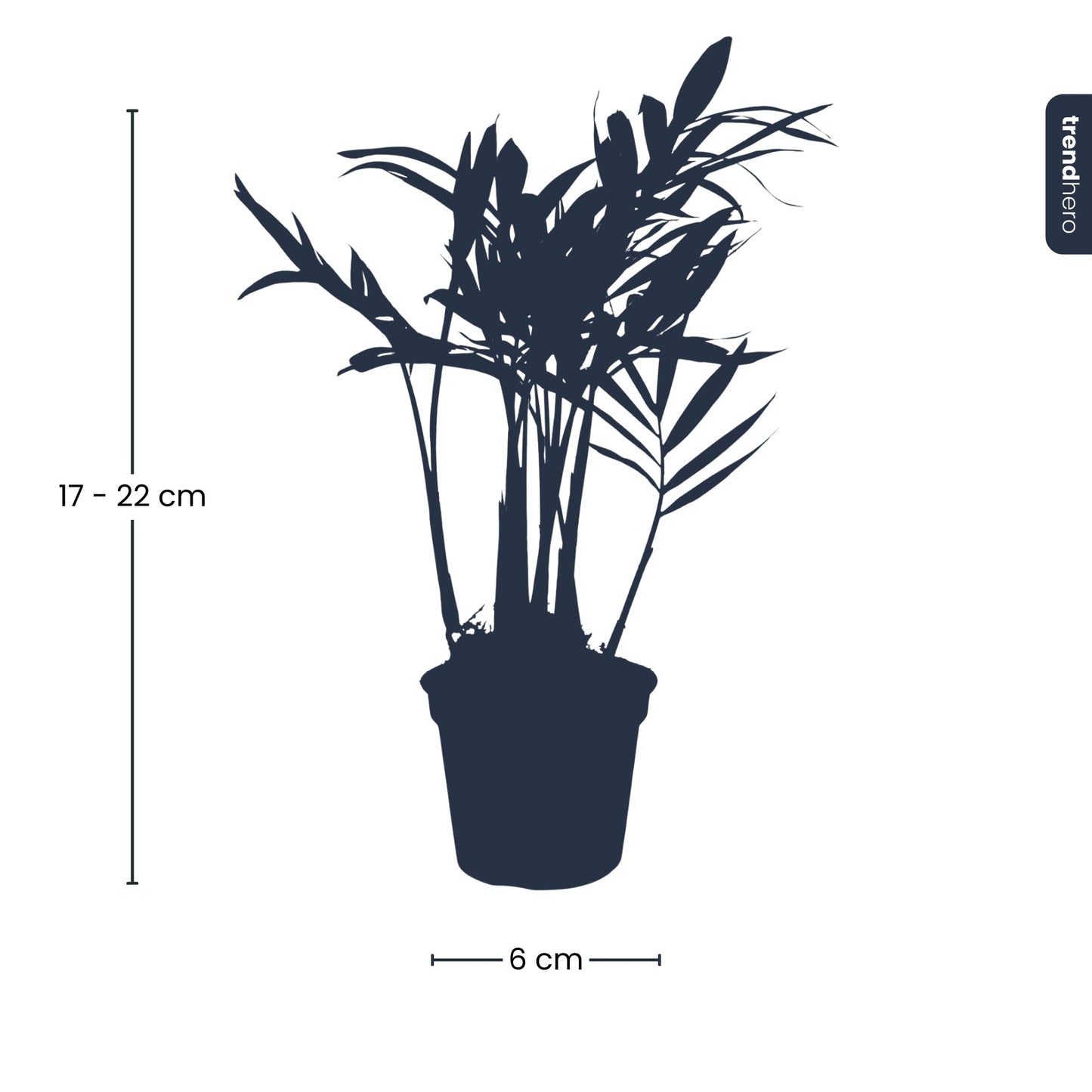 Parlour Palm - Chamaedorea elegans 'baby' - Terrarium plant