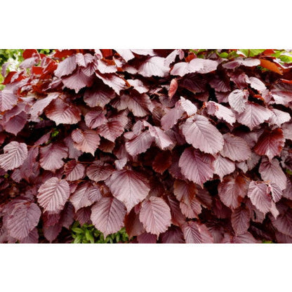 Aanplantpakket Rode Beukenhaag – Fagus sylvatica Blote wortel met Grond & Professionele Plaatsing