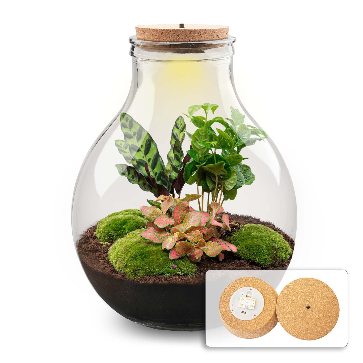 Terrarium DIY Kit - Big Paul Red XL - Bottle Garden - ↑ 40 cm