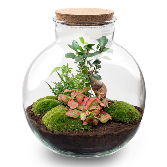 Bolder Bob Bonsai - Terrarium with light - Bottle garden DIY kit - Ø 31 cm ↑ 30 cm