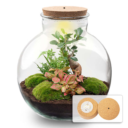 Bolder Bob Bonsai - Terrarium with light - Bottle garden DIY kit - Ø 31 cm ↑ 30 cm