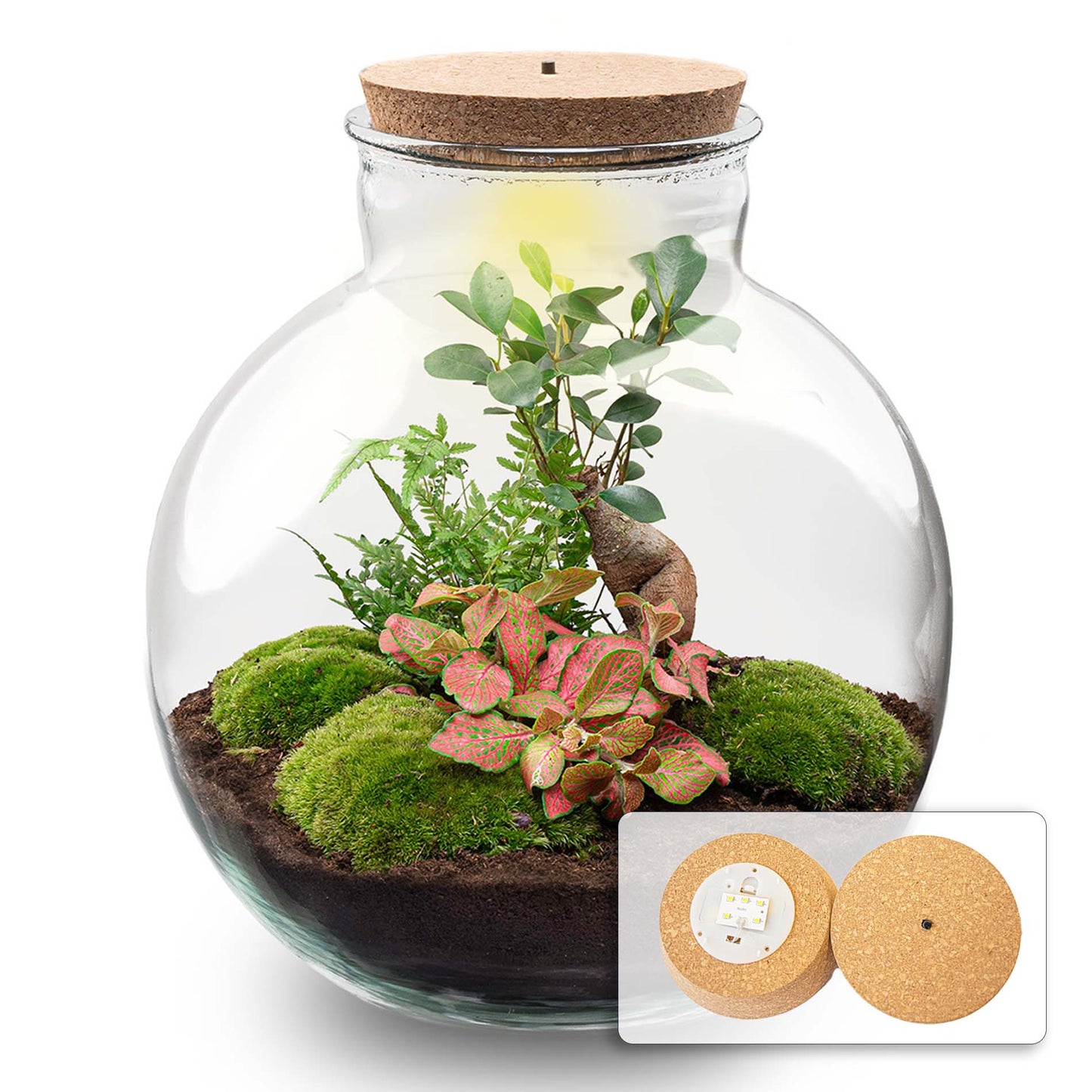 Grote glazen terrarium met korkdop, gevuld met groene mos, roze-bladige planten en een kleine boom. Inclusief LED-verlichting voor binnenplanten en decoratieve tuin.