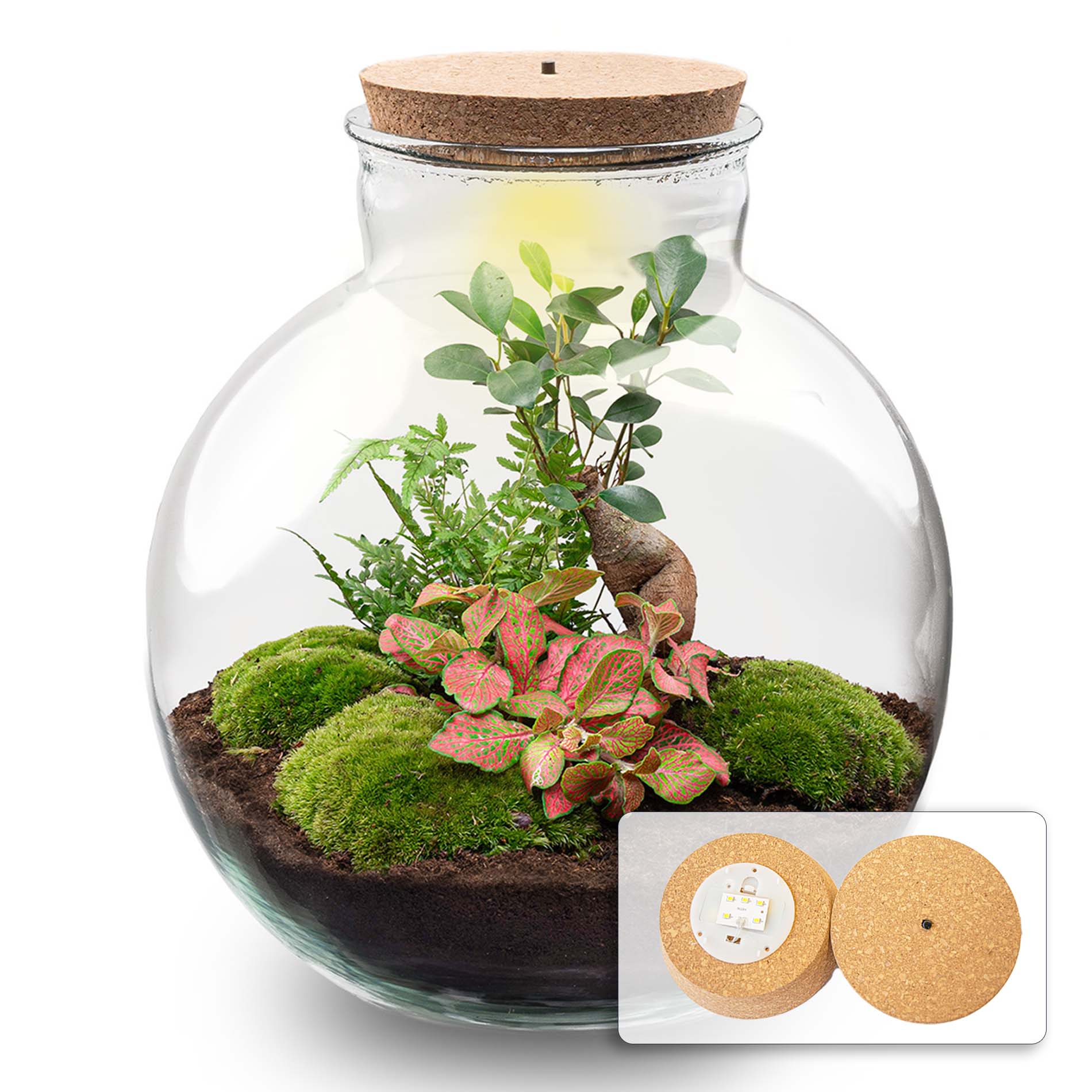 Grote glazen terrarium met korkdop, gevuld met groene mos, roze-bladige planten en een kleine boom. Inclusief LED-verlichting voor binnenplanten en decoratieve tuin.