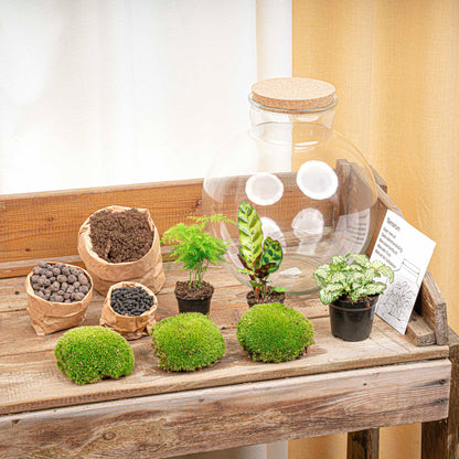 Glas terrarium met korkdop, gevuld met groene mos, varens en bladplanten op donkere grond. Inclusief LED-verlichting voor binnenruimte decoratie.