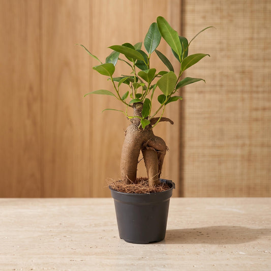 Comnox - Ficus Ginseng Bonsai - Natuurlijke decoratie voor binnen - 15 cm