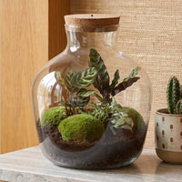 Comnox - Fat Joe - DIY Terrarium Kit met LED-verlichting - Zelfbouw Ecosysteem