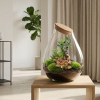 Comnox - Drop XXL Bonsai - Zelfbouw Terrarium Kit - Glazen Ecosysteem