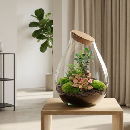 Comnox - Drop XXL Bonsai - Zelfbouw Terrarium Kit - Glazen Ecosysteem