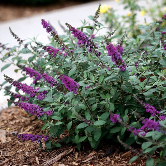 Violette bloemen van de buddleja plant met groene bladeren, geplaatst in een tuin met houtskool. Perfect voor tuinieren en decoratieve tuinontwerp.
