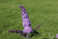 Buddleja davidii 'Orchid Beauty' - Vlinderstruik