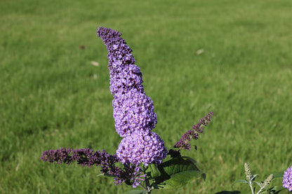 Buddleja davidii 'Orchid Beauty' - Vlinderstruik