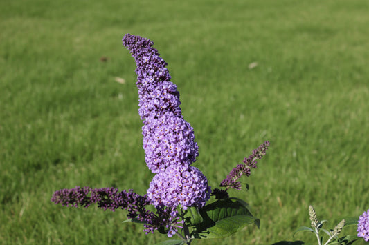 Een prachtige paarse buddleia met fijn geperst bloemstuk en groene bladeren, op een zacht groen gazon. Perfect voor tuinversiering en insecten aanleg.