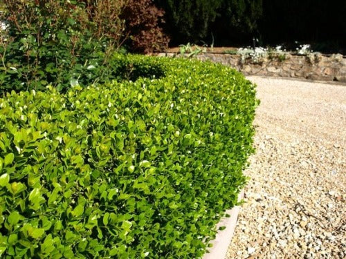 Buxus microphylla 'Faulkner'- Sterke buxushaag in pot