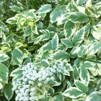 Aegopodium podagraria 'Variegatum' - Bont zevenblad