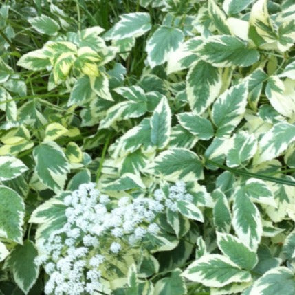 Aegopodium podagraria 'Variegatum' - Bont zevenblad