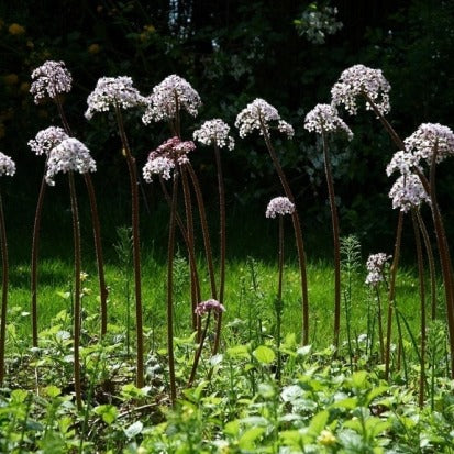 Darmera peltata - Schildblad mini