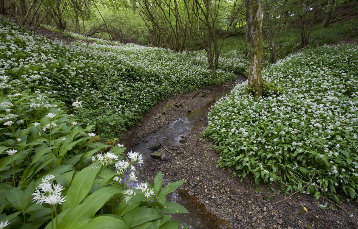 Allium ursinum - Daslook