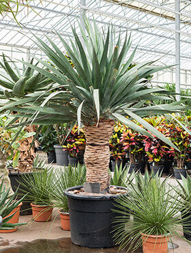 Dracaena draco 'Compact'